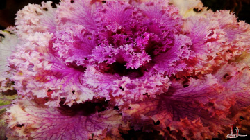living fractal