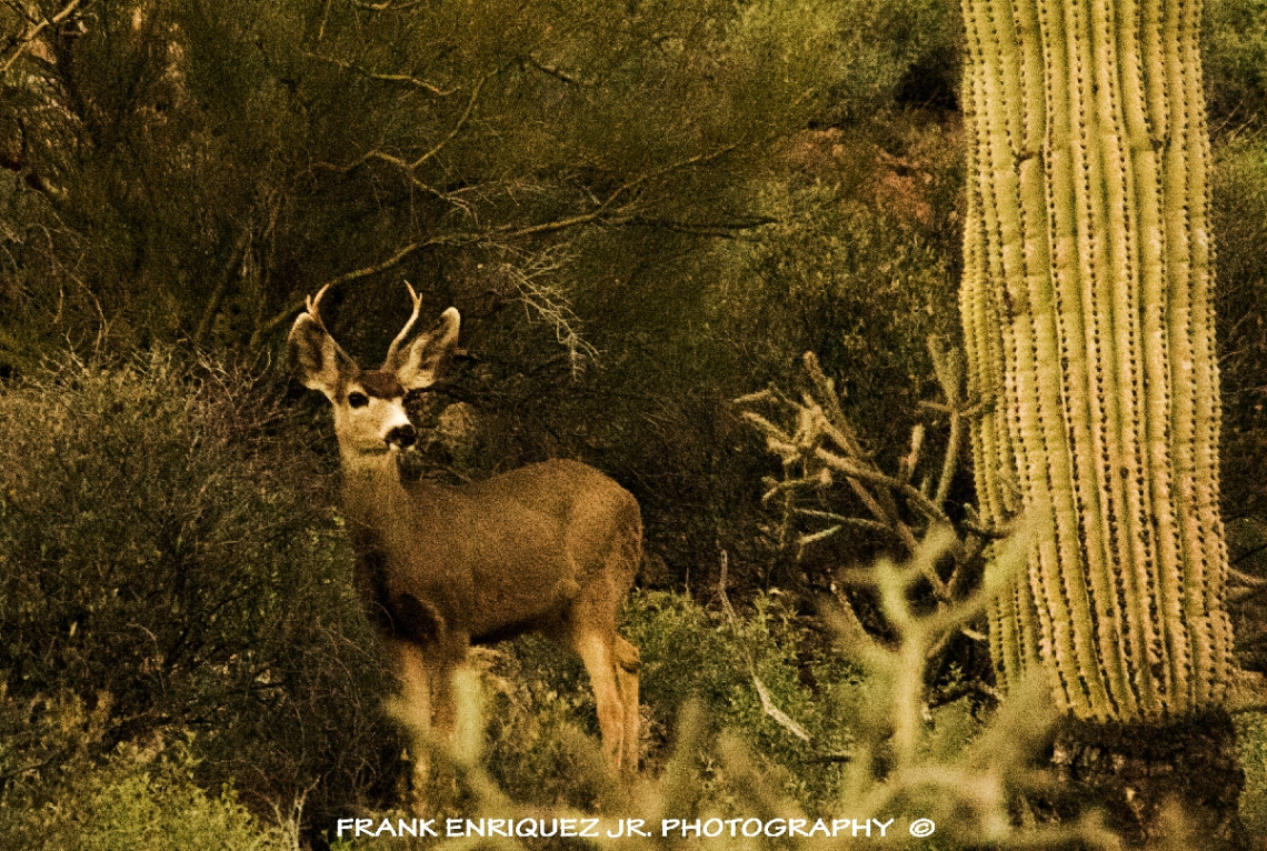 Arizona Mule Deer