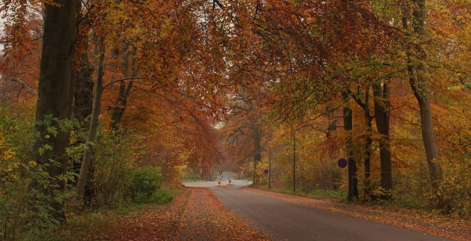 Autumn Colors