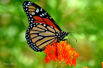 Brilliant colors