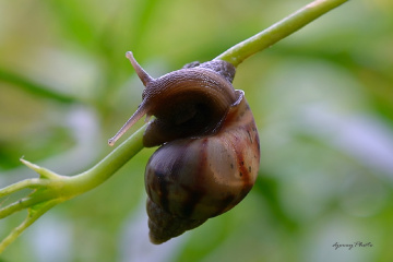Snail