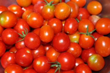 tomatoes