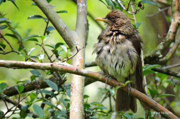 Turdus