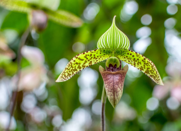 Orchid Paphiopedilum sukhakhulii 