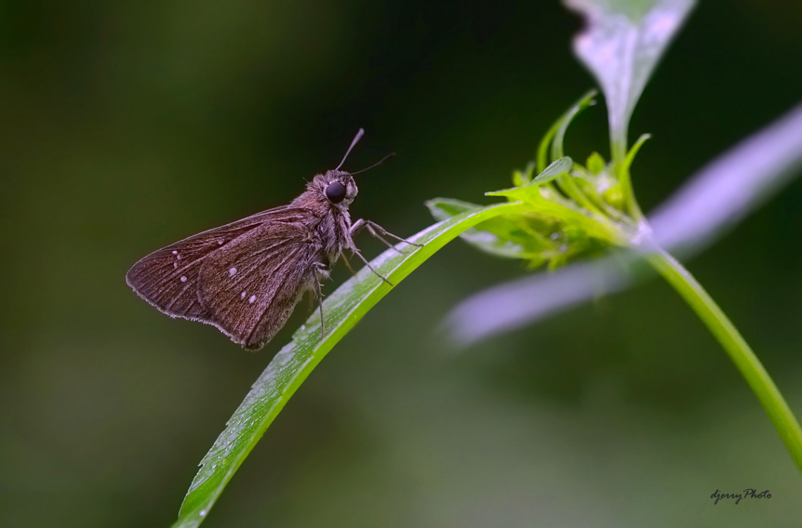Skipper
