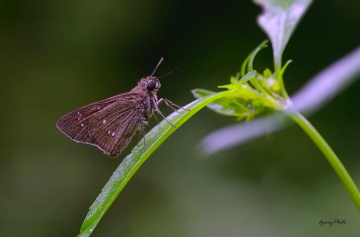 Skipper