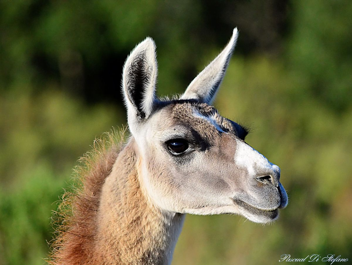 Llama 