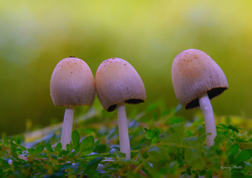 Fungus