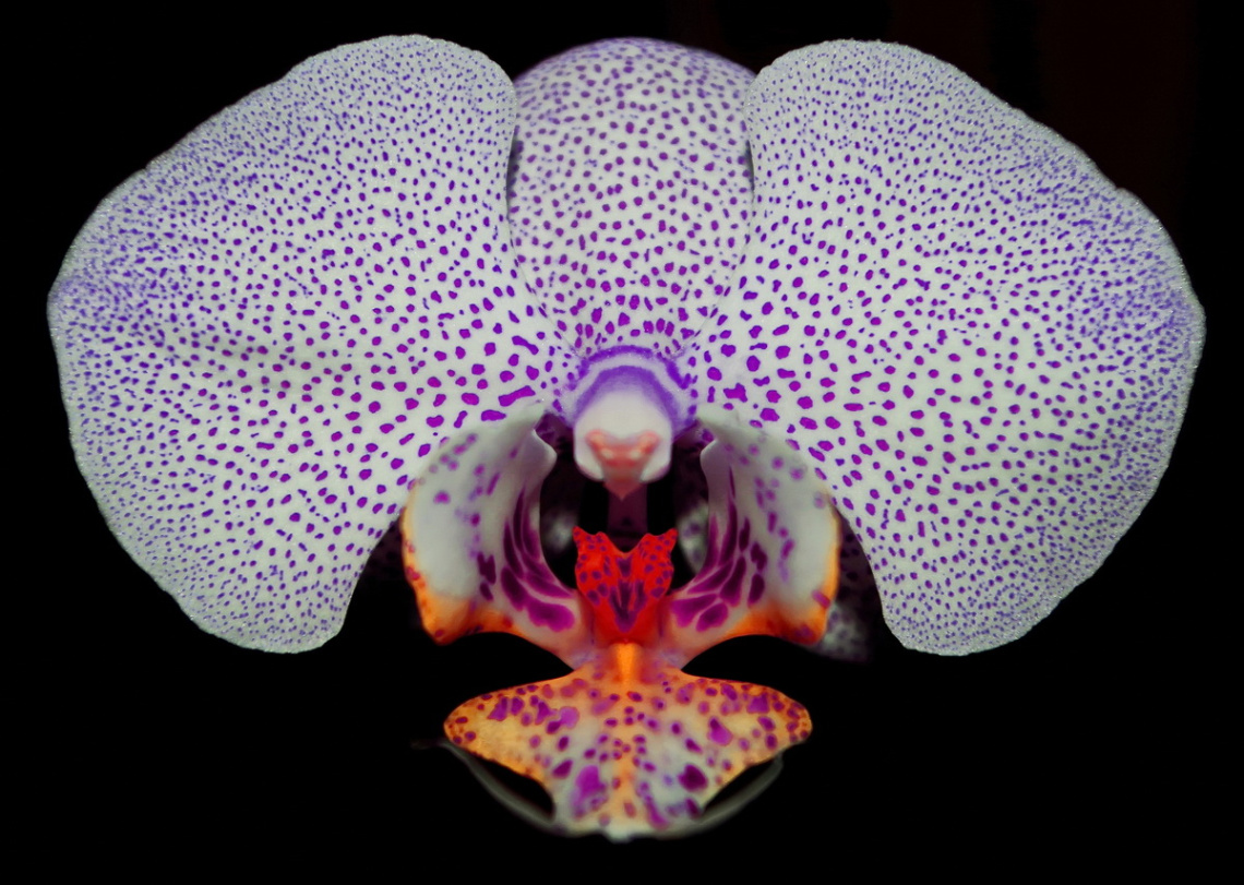 my orchid