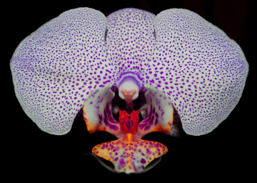 my orchid