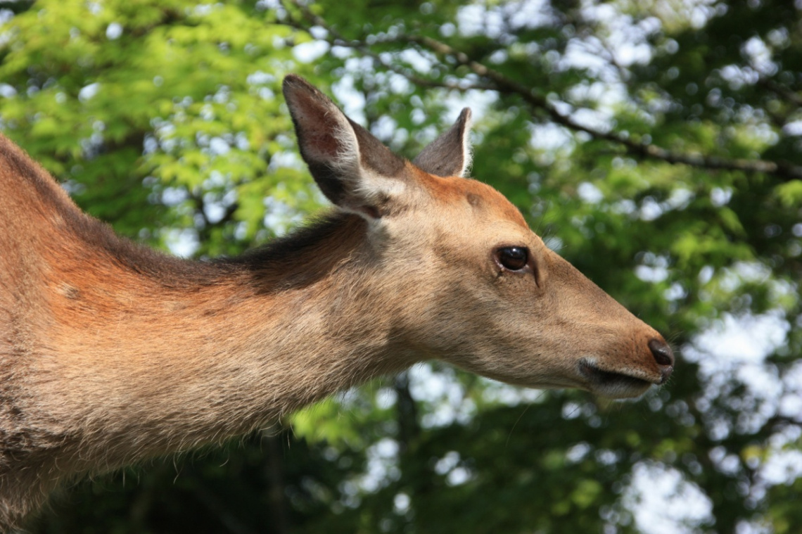 deer