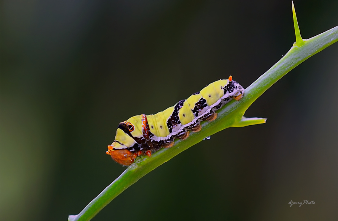 Caterpillar.