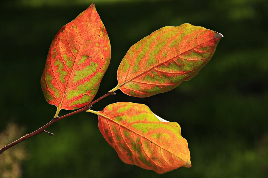 Yapraklar-Leaves