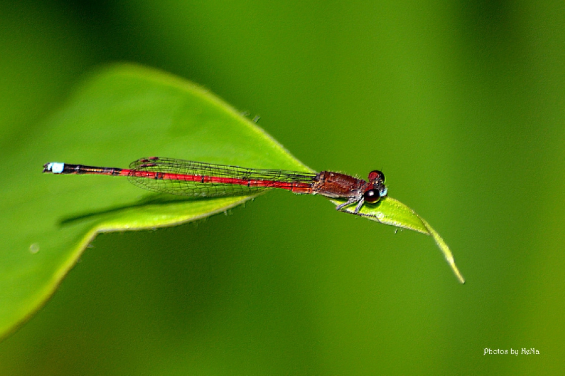  Mini Red Dragonfly