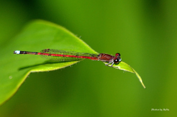  Mini Red Dragonfly