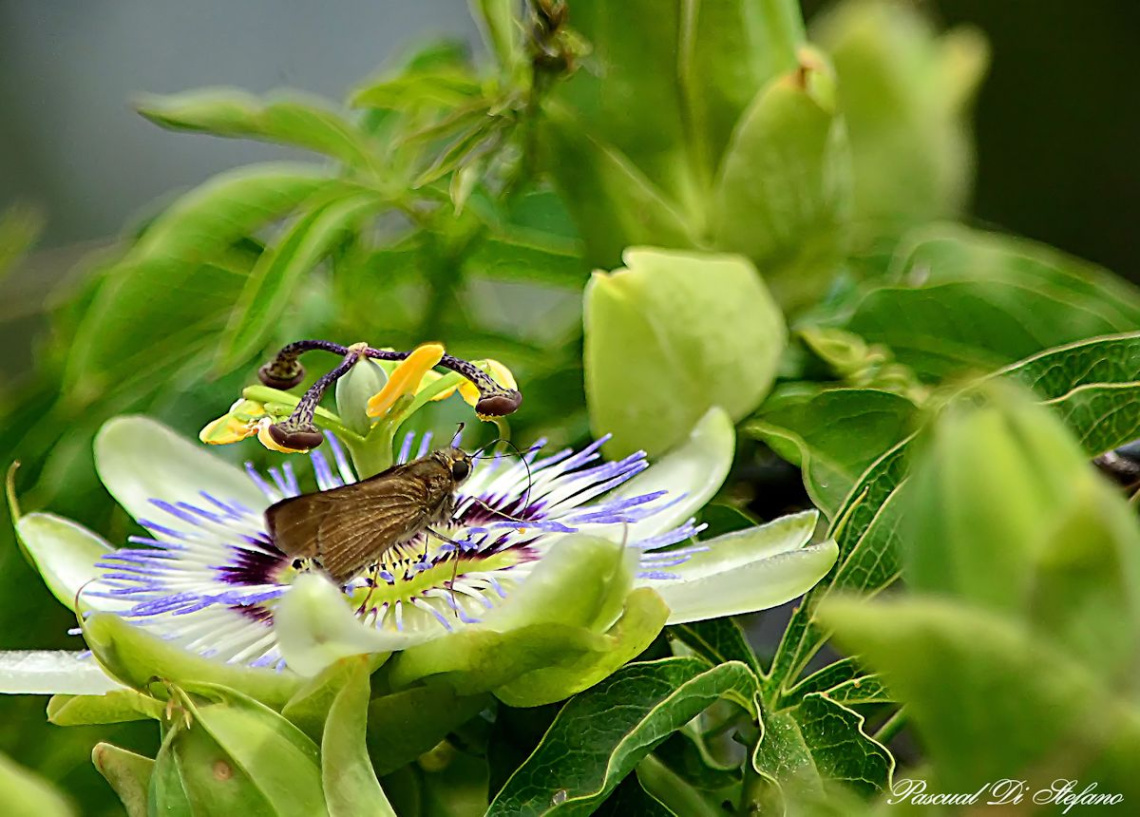 Mariposa Nocturna