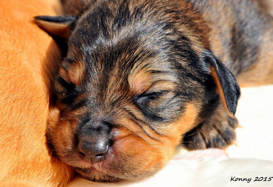 12 days old puppy ... :)) 