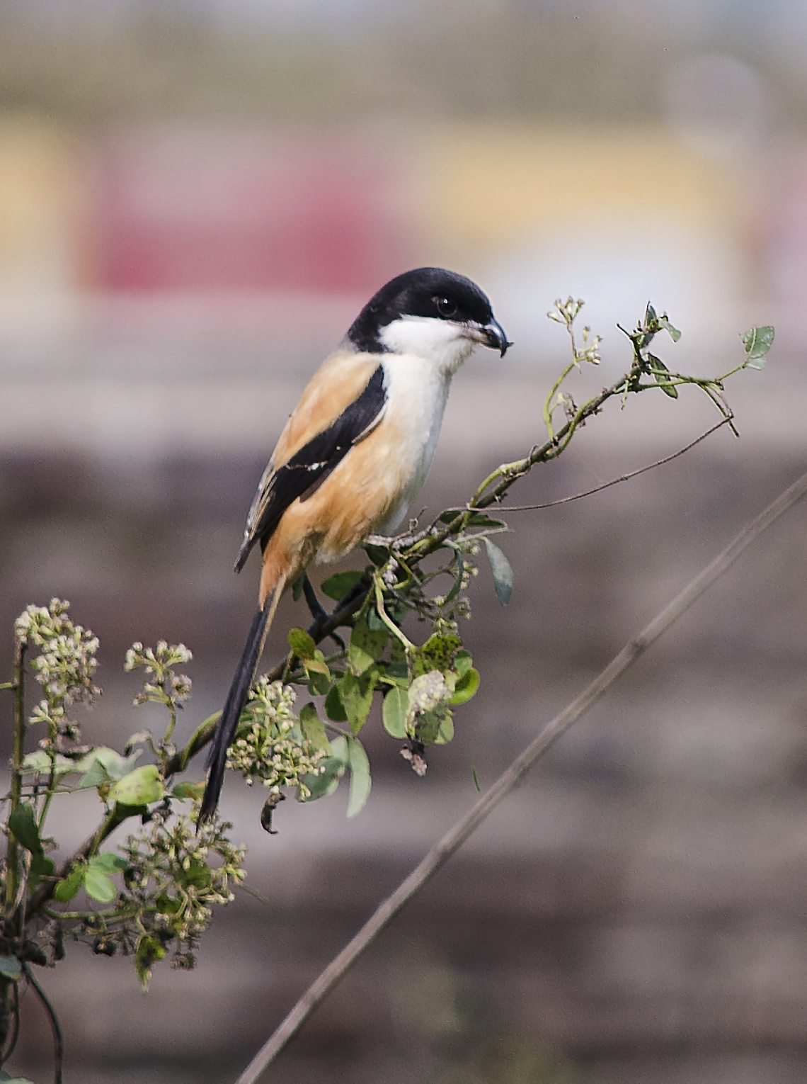 Long-tailed shrike (Lanius schach)