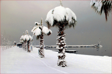 Palmiye & Kar