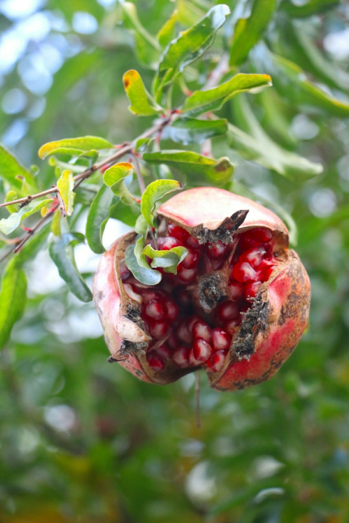 Pomegranate