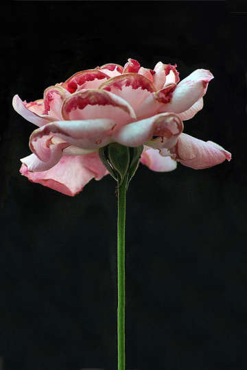 Açık Pembe Gül