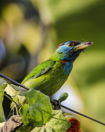 Blue-throated Barbet (Megalaima asiatica)