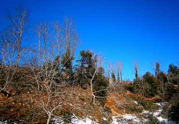 KURU DALLAR