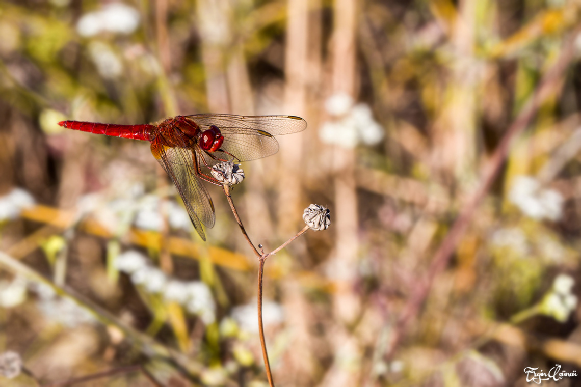 Red Dragon