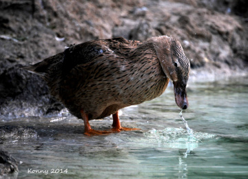 The Duck 