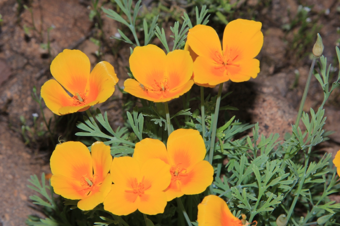 Desert Flowers In Bloom