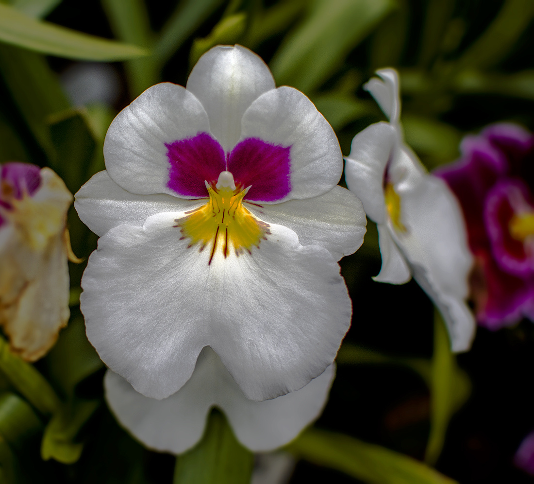 Orchid Miltoniopsis roezlii