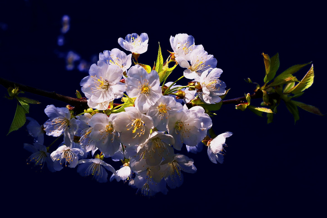 blossom