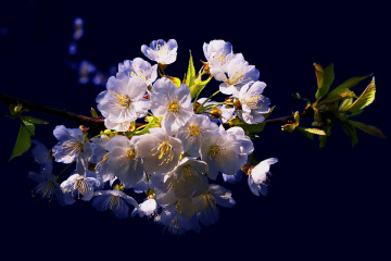 blossom