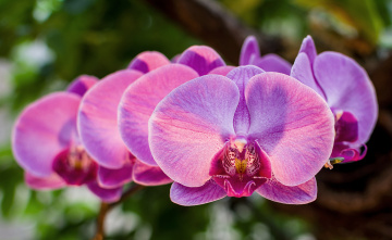 Orchid  Phalaenopsis