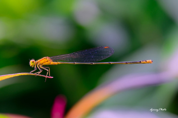 Damselfly