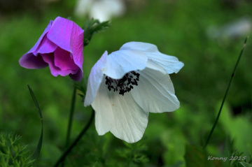Wildflowers 