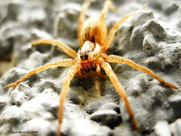 spider 2