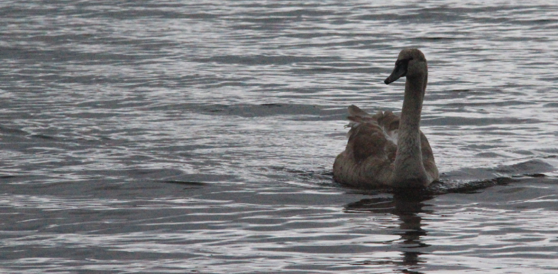 A Swan In Twilight...
