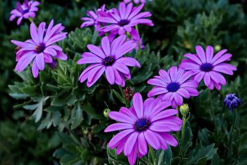 Something purple