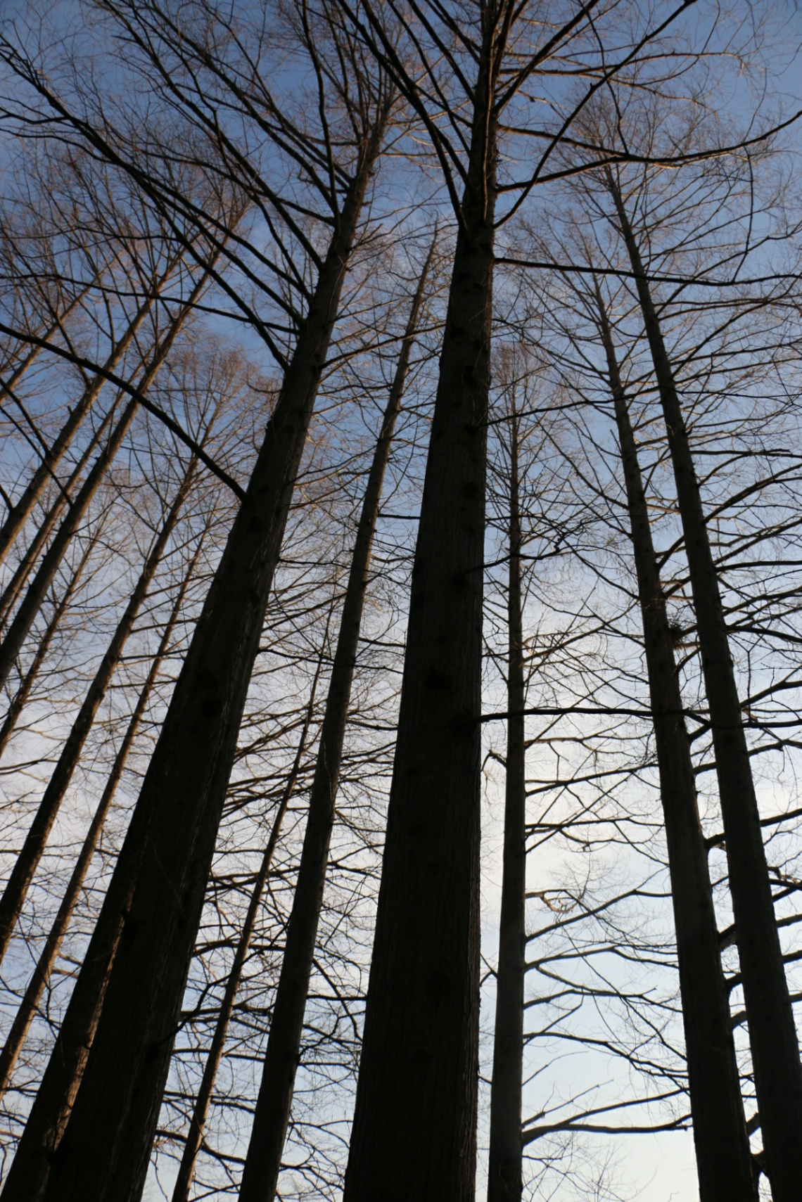 metasequoia