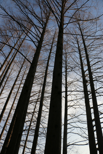 metasequoia