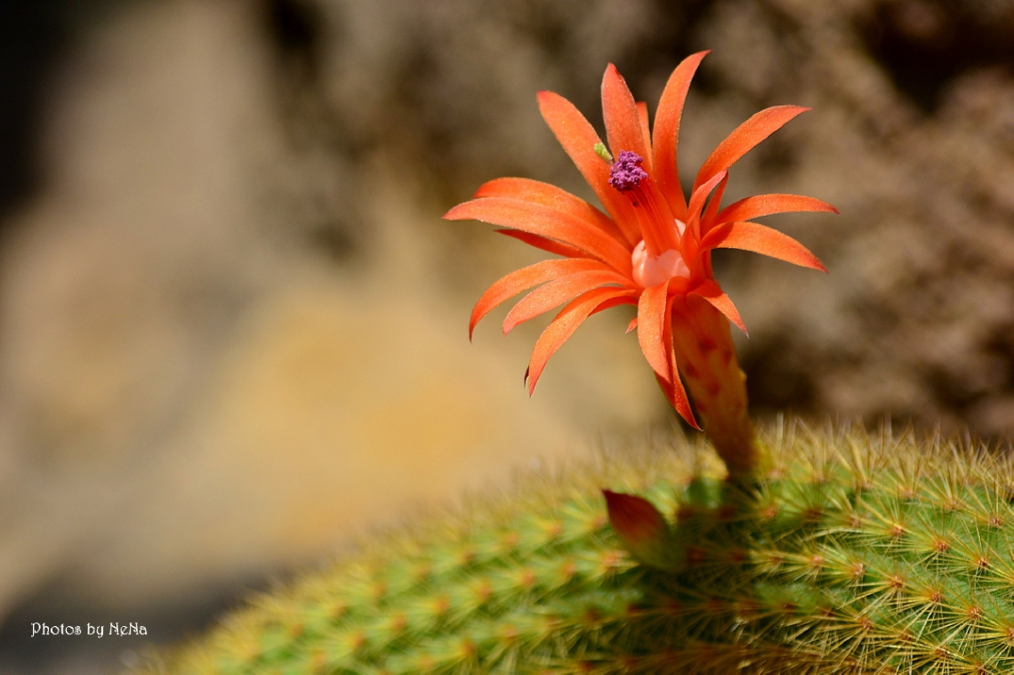 Cactus flower