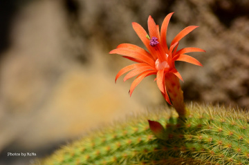 Cactus flower