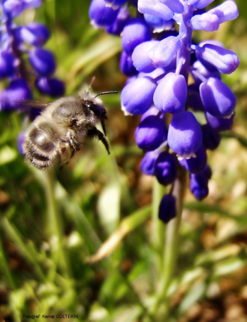 bee