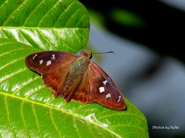 Mariposa