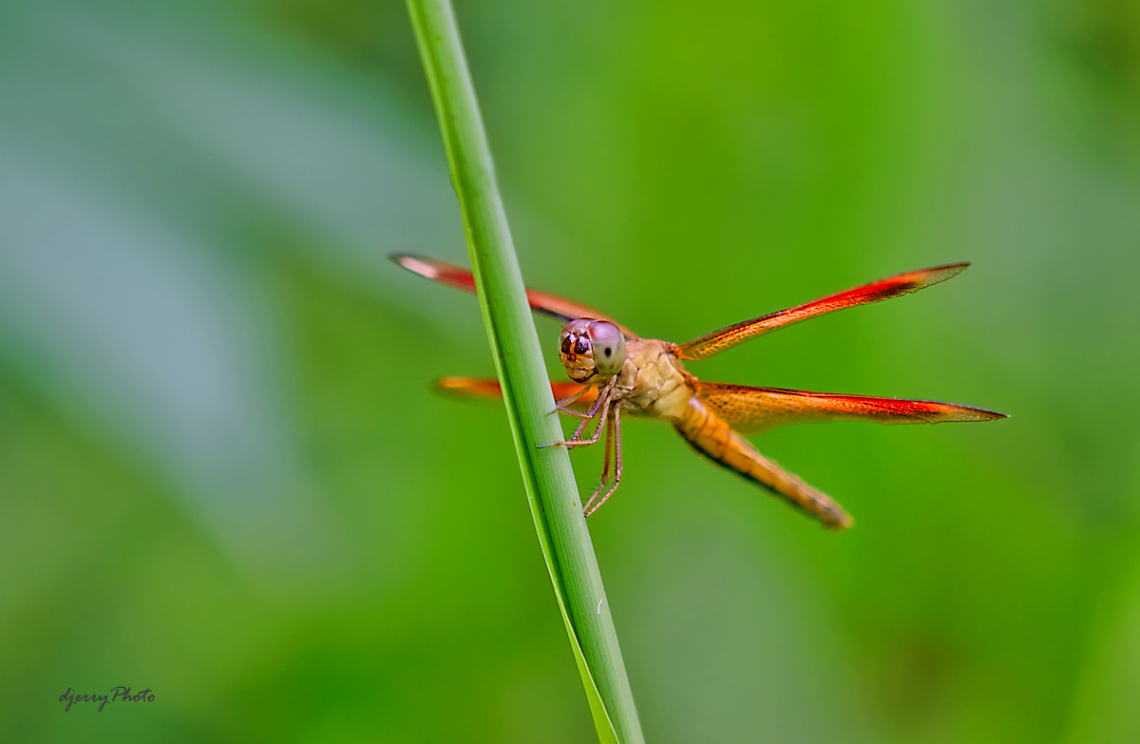 Dragonfly