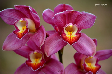 Orchids