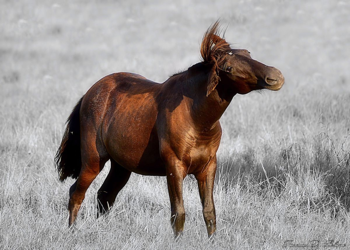 Horse Greeting