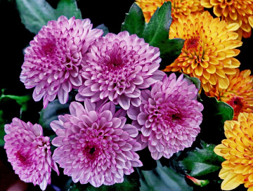 Purple & yellow