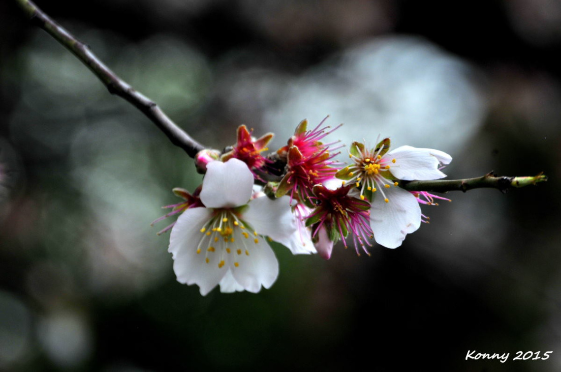  spring-time... 